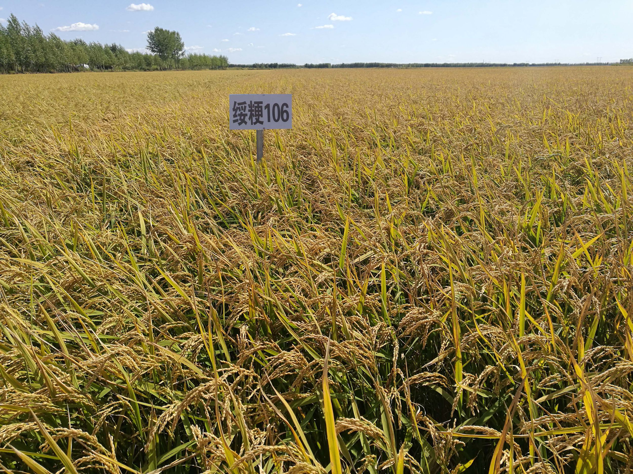 特征特性:普通水稻品种在适应区出苗至成熟生育日数135天左右