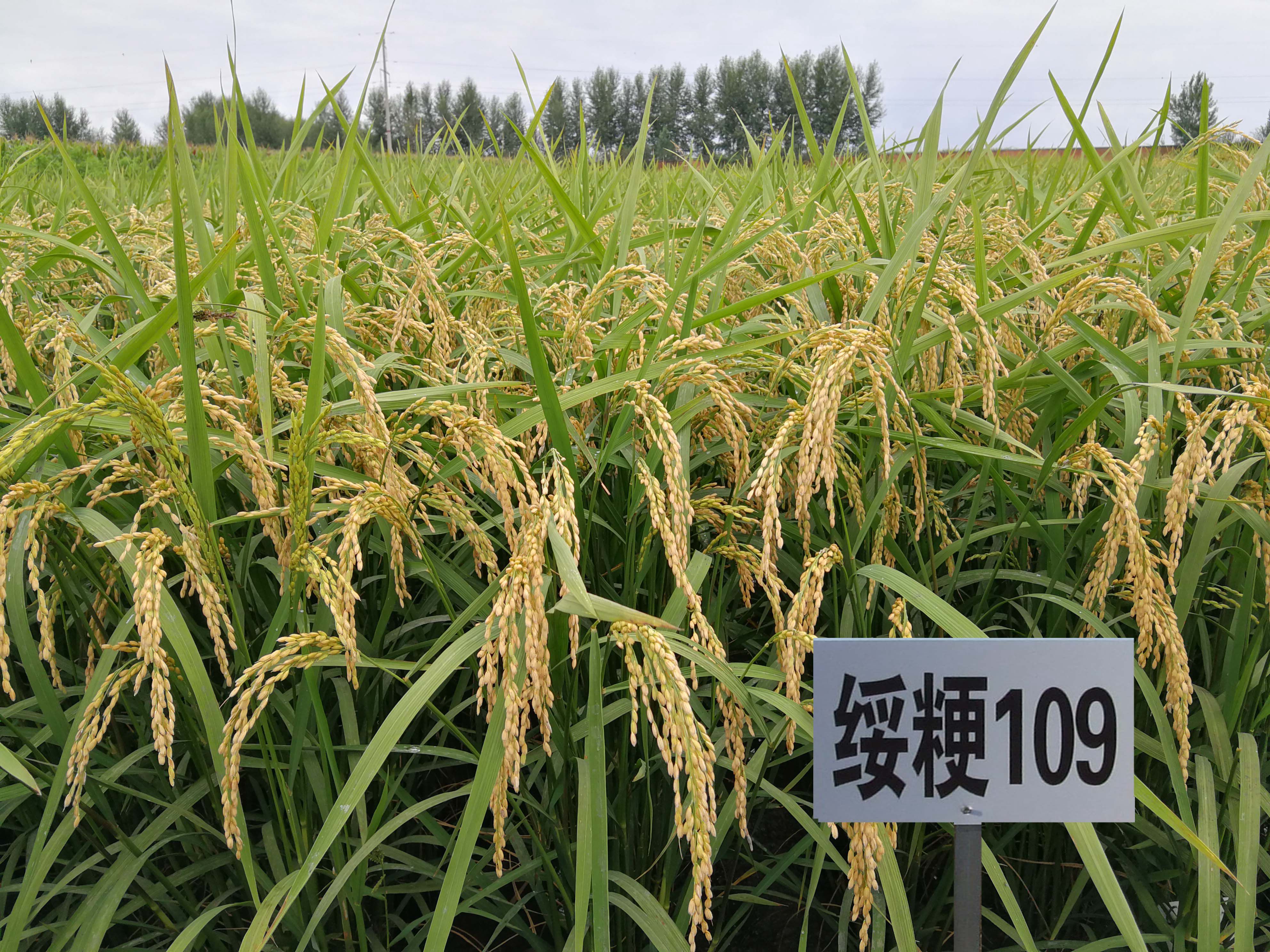绥粳306水稻种子简介图片