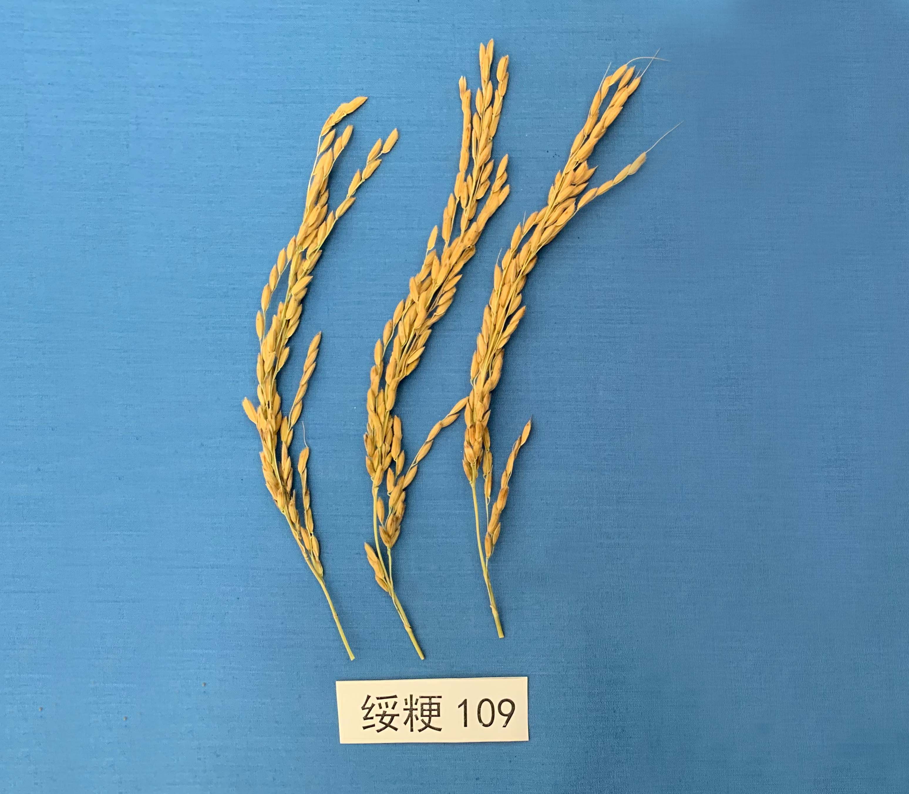 特征特性:普通水稻品种在适应区出苗至成熟生育日数137天左右