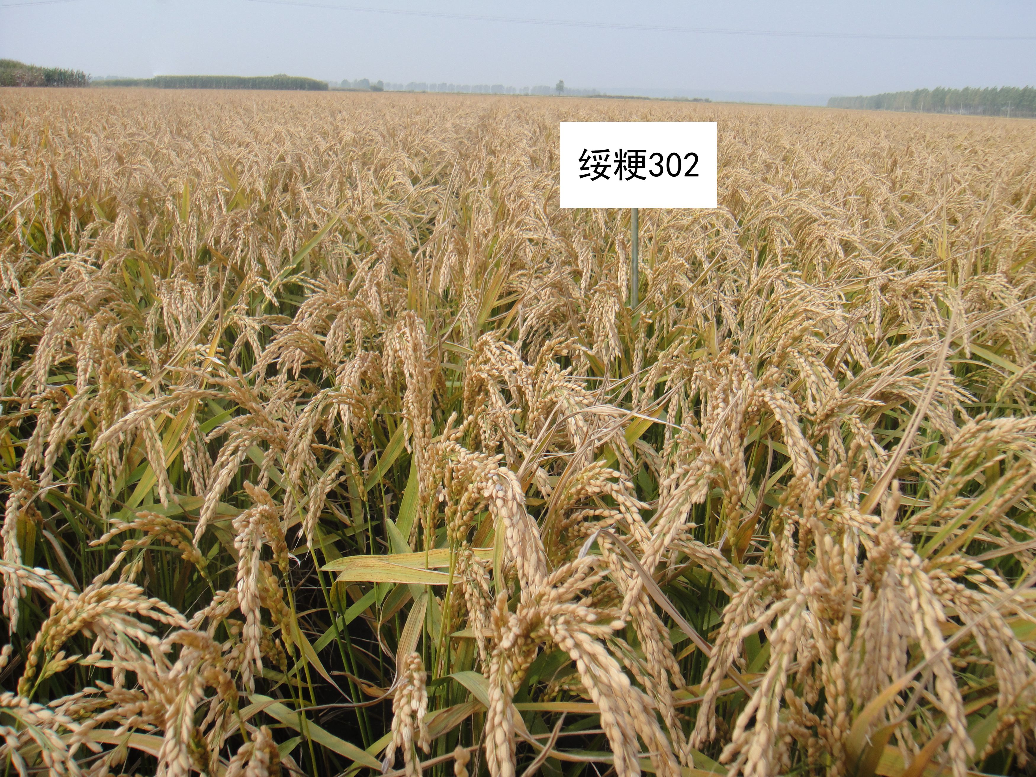 绥粳26水稻种子简介图片