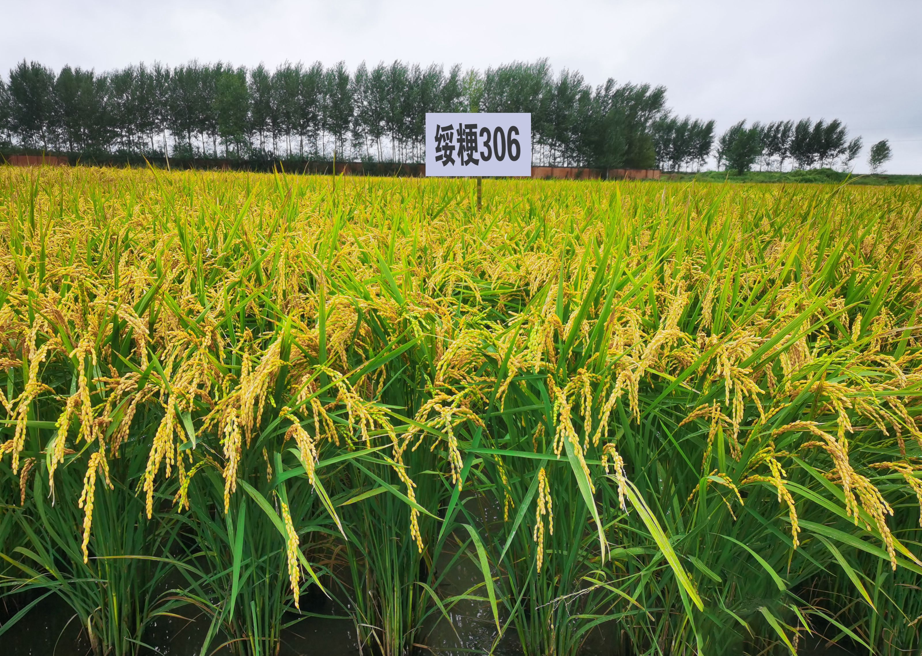 优质,高产,多抗水稻新品种绥粳306 