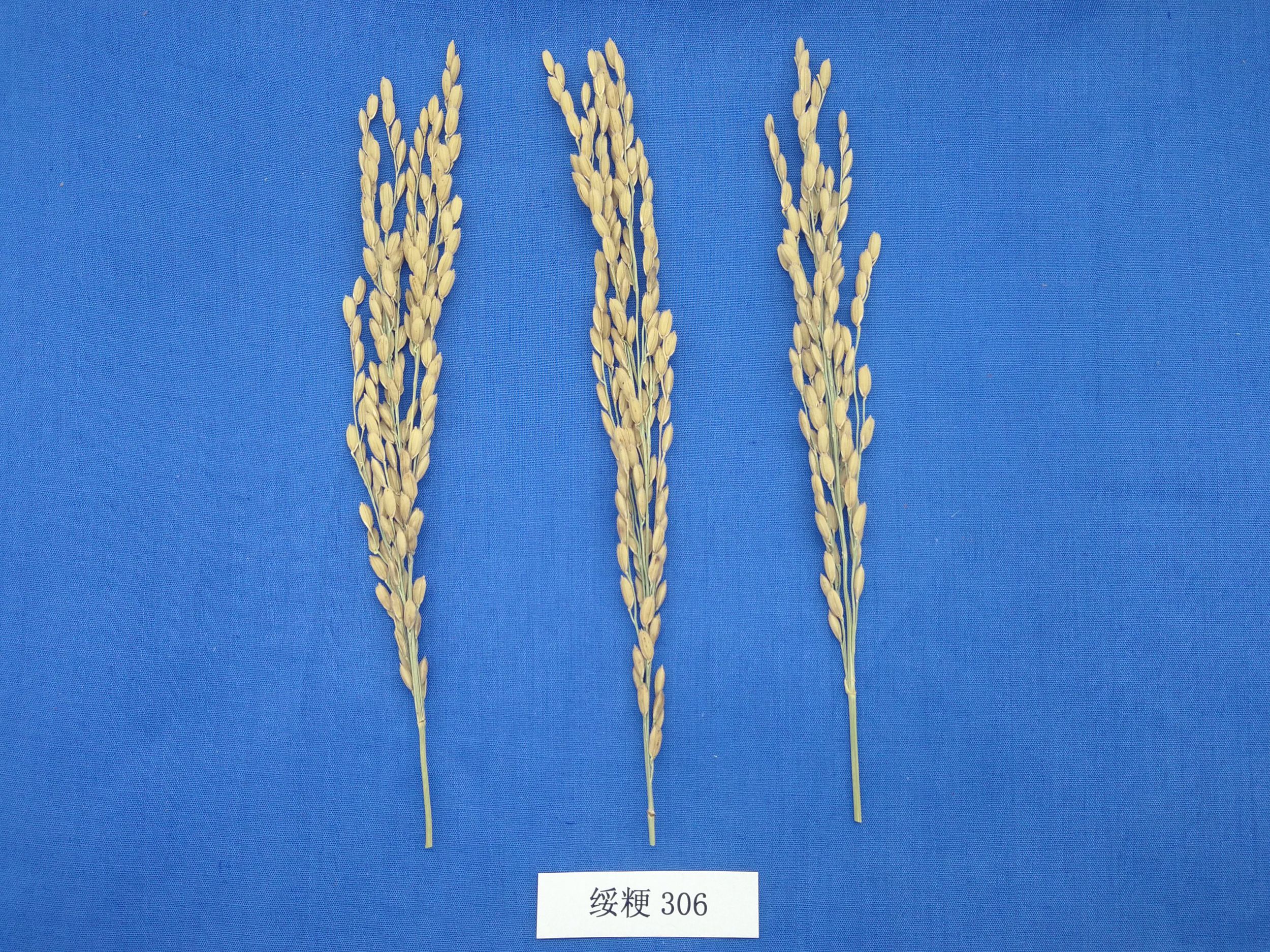 水稻品种绥粳306图片